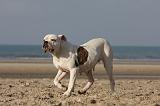 BOULEDOGUE AMERICAIN 217